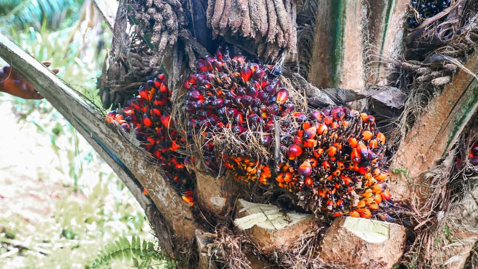 Palm Fruit Bunch